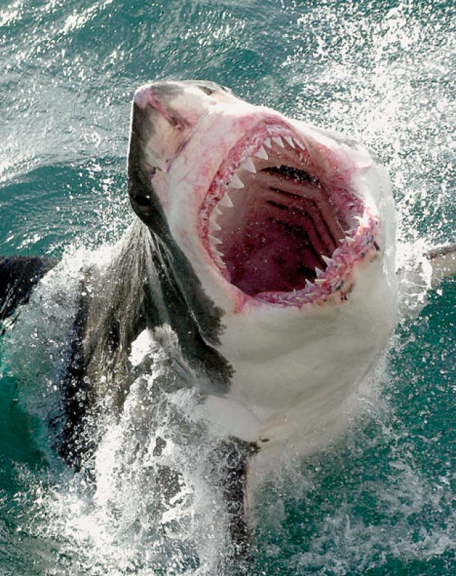 В Австралии белая акула убила дайвера