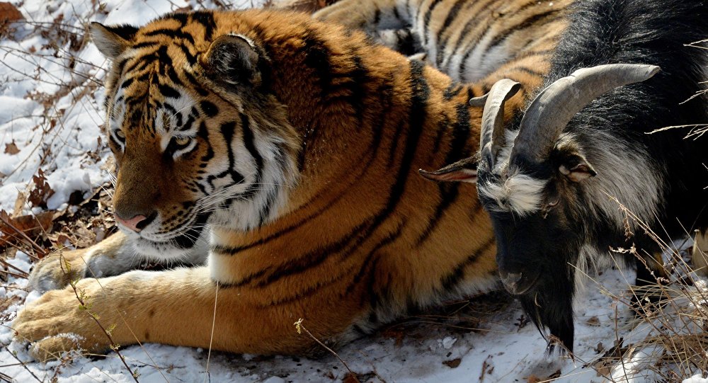 Козел Тимур станет пищей тигра Амура, как только почувствует себя жертвой