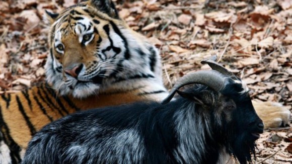 Тигр Амур и козел Тимур фото