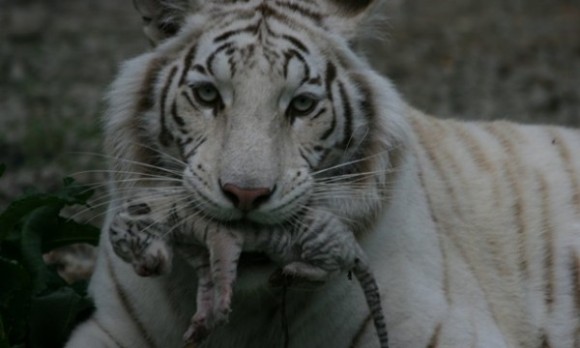 гибель тигрят в зоопарке Крыма