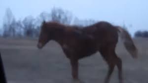 Бешеная лошадь атаковала военных и журналистов в зоне АТО