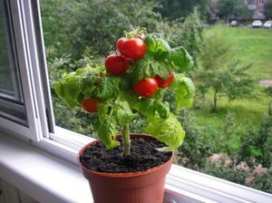 Особенности выращивания помидоров на подоконнике
