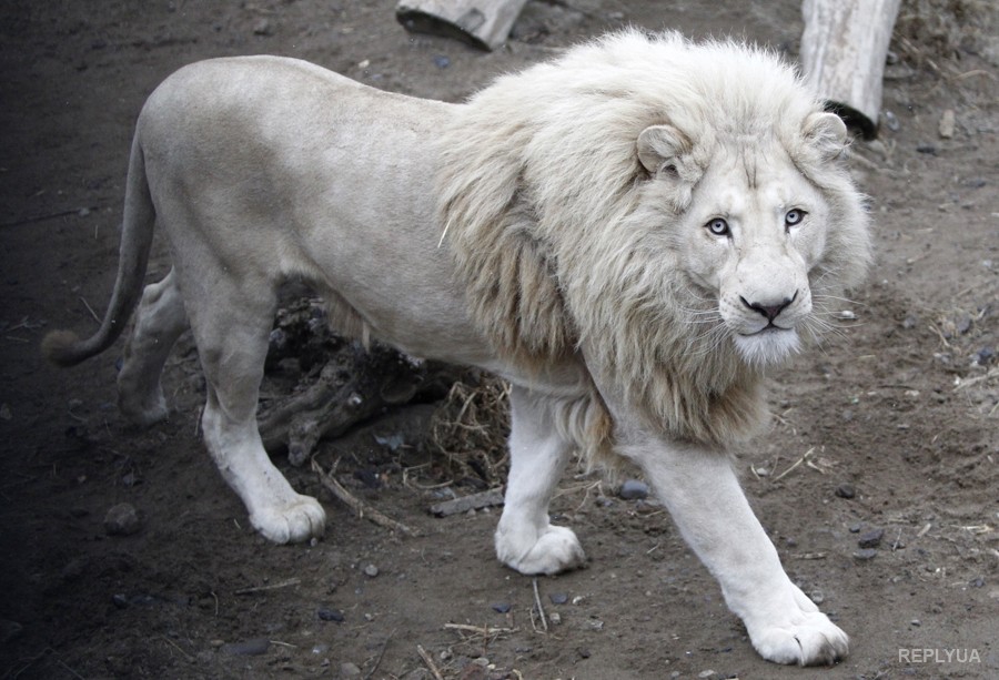 В Тбилиси лев убил человека