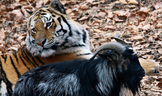 Тигр Амур и козел Тимур продолжают удивлять мир